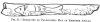 FIG. 21.ENGRAVING BY PALEOLITHIC MAN ON REINDEER ANTLER.