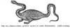 FIG. 51.DRACO BIPES APTEROS CAPTUS IN AGRO BONONIENSI. (<i>Aldrovandus</i>).