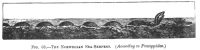 FIG. 69.THE NORWEGIAN SEA-SERPENT. (<i>According to Pontoppidan</i>.)