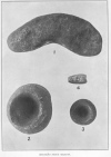 Plate 21. DIEGUE&Ntilde;O STONE OBJECTS