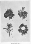 Plate 22. DIEGUE&Ntilde;O FEATHER OBJECTS