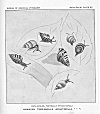 PLATE XII<br> PUPU-KANI-OE, POETICALLY STYLED KAHULI<br> HAWAIIAN TREE-SHELLS (ACHATINELLA * * *)