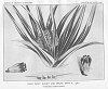 PLATE XVIII<br> HALA FRUIT BUNCH AND DRUPE WITH A ''LEI''<br> (PANDANUS ODORATISSIMUS)